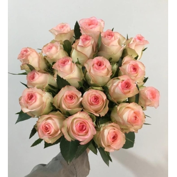 玫瑰花